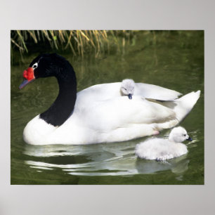 Poster adulto e cygnets Preto-necked da cisne na água