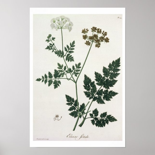 Poster Aethusa Cynapium de 'Phytographie Medicale' por J (Frente)