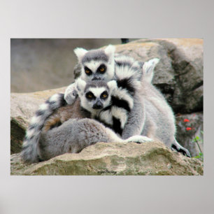 Poster Afagos do Lemur