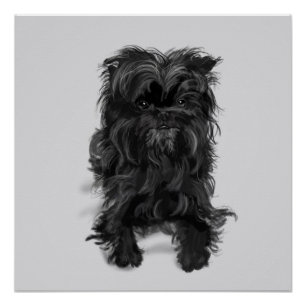 Pôster Affenpinscher
