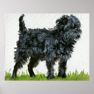 Poster Affenpinscher Portraje Cão