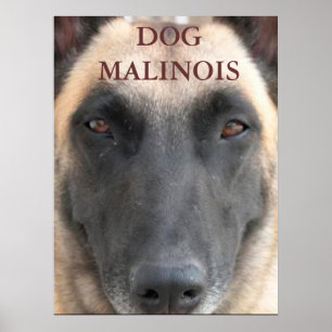 Pôster afixar dog malinois