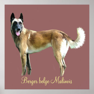 Pôster afixar pastor belga malinois