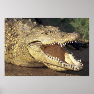 Poster África, África do Sul crocodilo-do-nilo