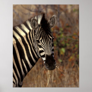 Poster África, África do Sul, Kruger NP Retrato de zebra