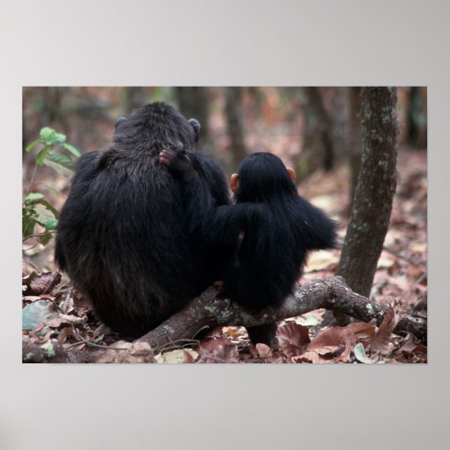 Pôster África, África Oriental, Tanzânia, Gombe Nacional (Frente)