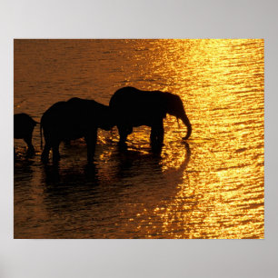 Pôster África, Botsuana, Delta do Okavango. africano