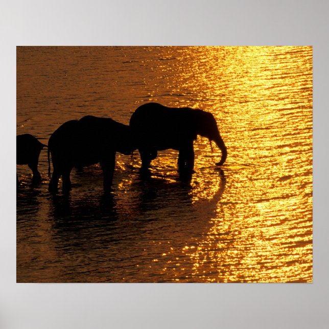 Pôster África, Botsuana, Delta do Okavango. africano (Frente)
