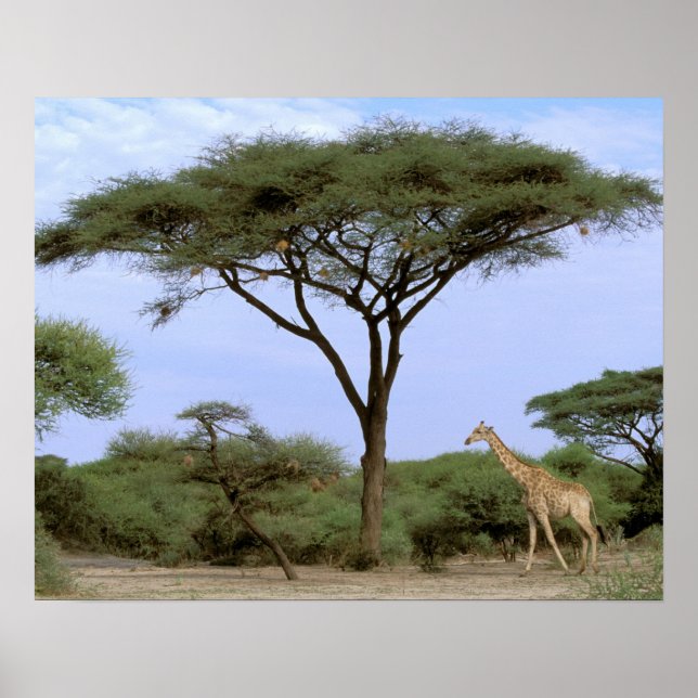 Pôster África, Botsuana, Delta do Okavango. Sul (Frente)