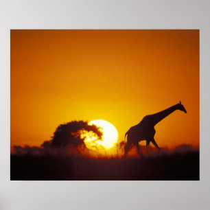 Pôster África, Botsuana, Parque Nacional Chobe, Girafa 2