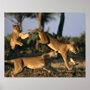 Pôster África, Botsuana, Parque Nacional Chobe, Leões