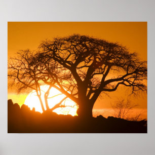 Pôster África, Botsuana, pôr silhuetas solares Baobab