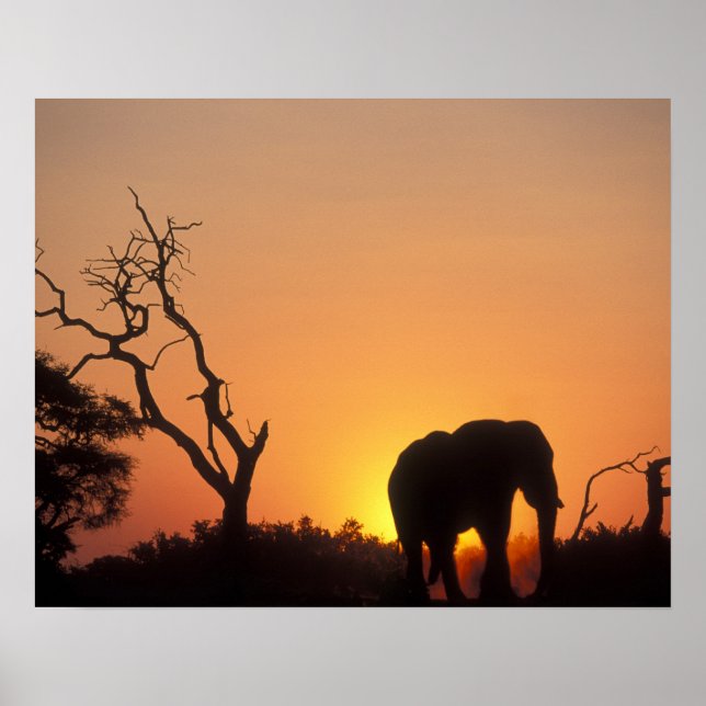 Pôster África, Botswana, Chobe National Park, Configuraçã (Frente)