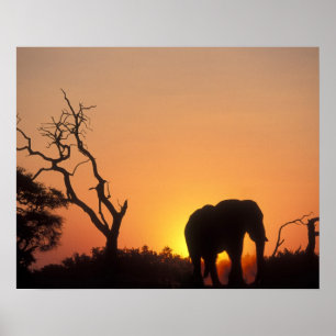 Pôster África, Botswana, parque nacional de Chobe,