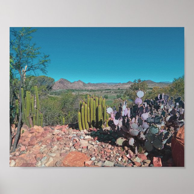 Poster África Deserto Paisagem Natureza Plantas Cactus (Frente)
