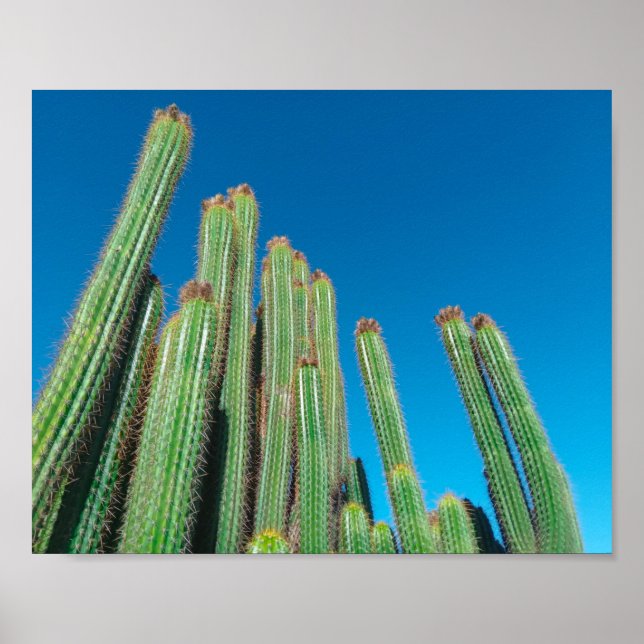 Poster África Deserto Paisagem Natureza Plantas Cactus (Frente)