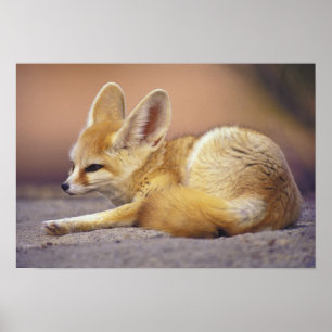 Poster África do norte. Zerda de Fennec Fennecus)