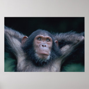 Poster Africa, East Africa, Tanzania, Gombe National