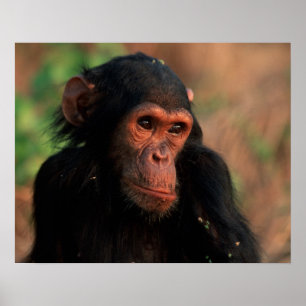 Pôster África, East Africa, Tanzânia, nacional 4 de Gom