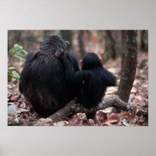 Pôster África, East Africa, Tanzânia, nacional de Gombe