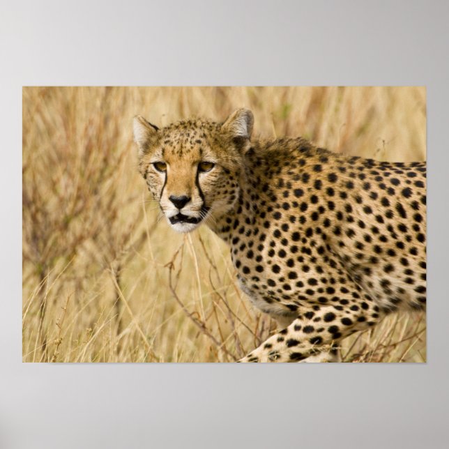 Poster Africa. Kenya. Cheetah at Samburu NP. (Frente)