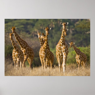 Pôster Africa. Kenya. Herd of Reticulated Giraffes at