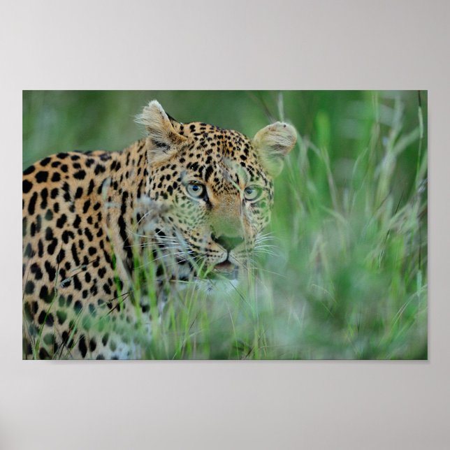 Poster África Leopardo (A close-up shot captures a leopard amidst tall green grass!)