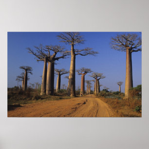 Pôster África, Madagáscar, Morondava, Avenida Baobab.