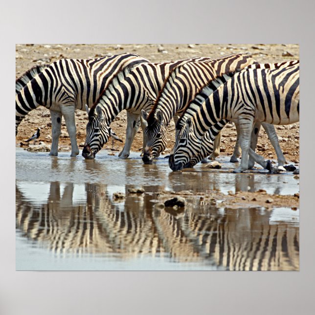 Pôster África, Namíbia, Etosha NP. Zebra de Burchell (Frente)