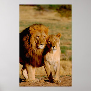Pôster África, Namíbia, Okonjima. Leão & leoa