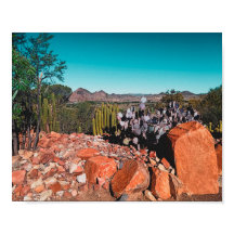 África Paisagem do Deserto Plantas Naturais de Cac