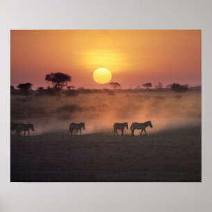 Poster África, Quênia, Amboseli NP. Zebras caminham para