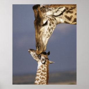 Poster África, Quênia, Masai Mara. Girafas (Giraffa