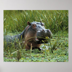 Pôster África, Quênia, Masai Mara NR. Uma mãe hipopótamo