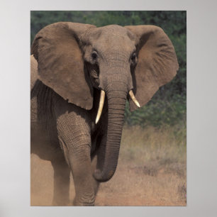 Poster África, Quênia, Nanyuki, Mpala. Elefante-africano.