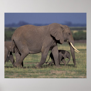 Pôster África, Quênia, Parque Nacional de Amboseli. Afric