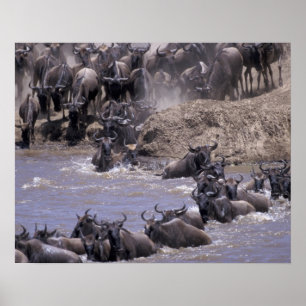 Pôster África, Quênia, Parque Nacional Masai Mara.