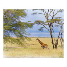 África Safari Giraffe Watercolor Painting