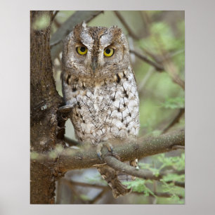 Pôster África. Tanzânia. Corujinha-africana em Tarangire