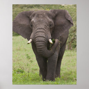 Pôster África Tanzânia Elefante na Cratera de Ngorongoro