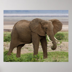 Poster Africa. Tanzania. Elephant at Lake Manyara NP.
