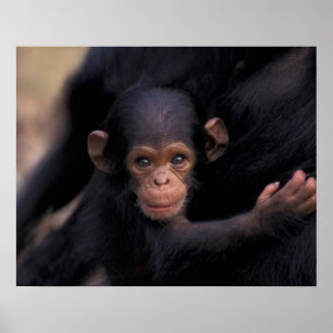 Poster Africa, Tanzania, Gombe Nat'l Park
