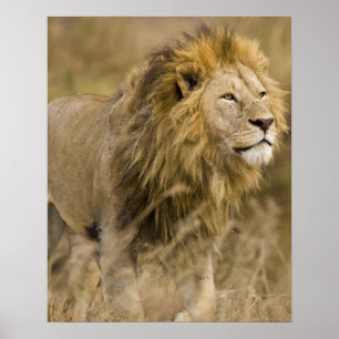 Poster África. Tanzânia. Leão macho em Ngorongoro