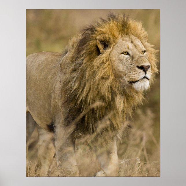 Poster África. Tanzânia. Macho Lion em Ngorongoro (Frente)