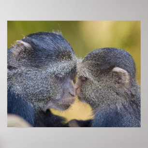 Poster África. Tanzânia. Mãe azul do macaco com jovens
