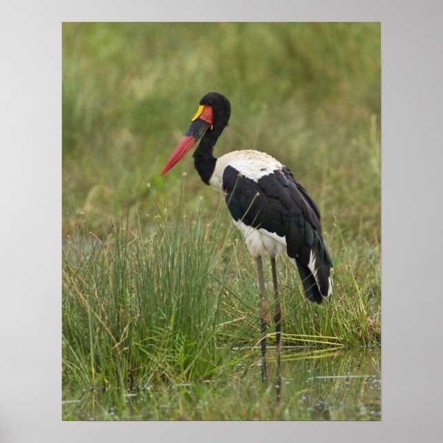Pôster Africa. Tanzania. Male Saddle-billed Stork at (Frente)