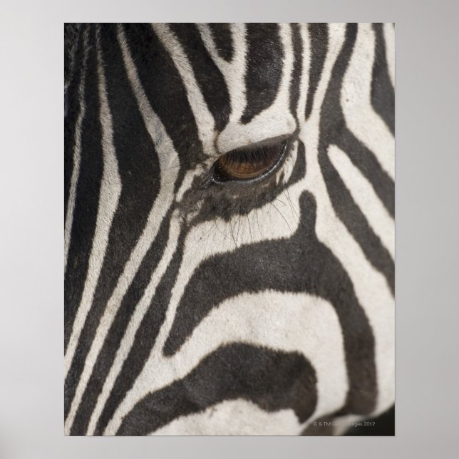 Pôster "África, Tanzânia, Ngorongoro Conservation Area" (Frente)