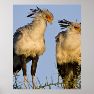 Pôster Africa. Tanzania. Secretary Birds at Ndutu