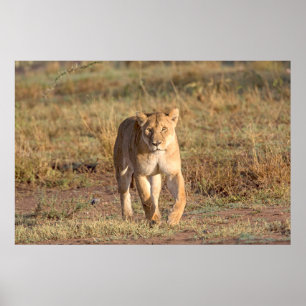 Poster África, Tanzânia, Serengeti. Leão e Leoa