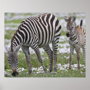 Poster Africa. Tanzania. Zebra mother and colt